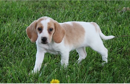 �t���tka Beagle jsou p�ipravena do nov�ch domov�.