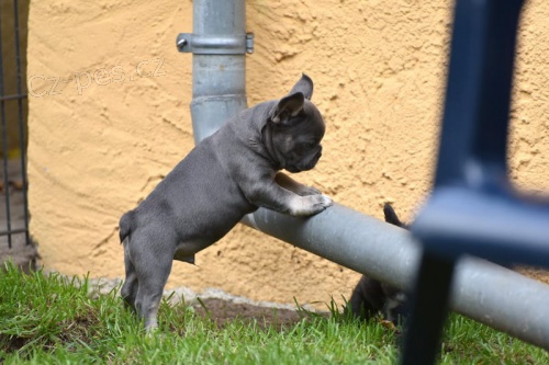 �t��ata  francouzsk�ho buldo�ka p�ipravena j�t co nejd��ve