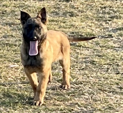 Kr�sn� �t��ata Malinois k adopci.