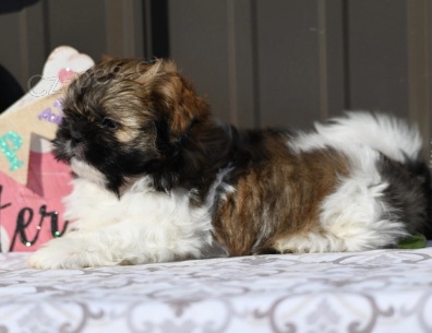 Kr�sn� �t���tka Shih Tzu k adopci.