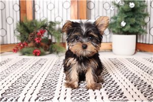 Jork��rsk� teri�r