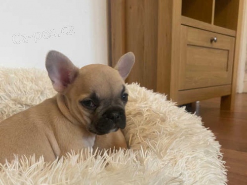 Francouzsk� buldo�ek �t��ata