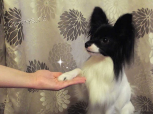 Papillon �t�n�