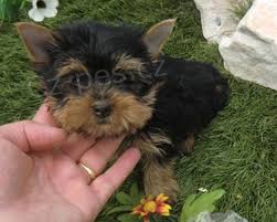 Jork��rsk� teri�r