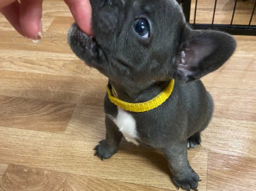 Francouzsk� buldo�ek �t��ata