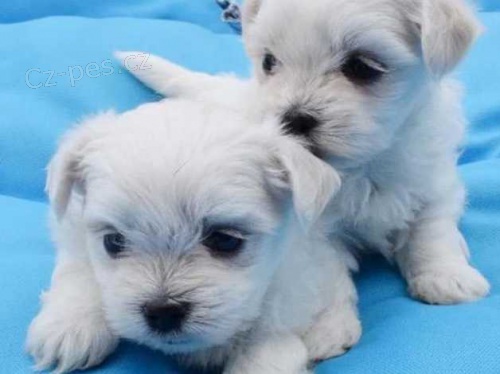 malt�zsk� �t��ata