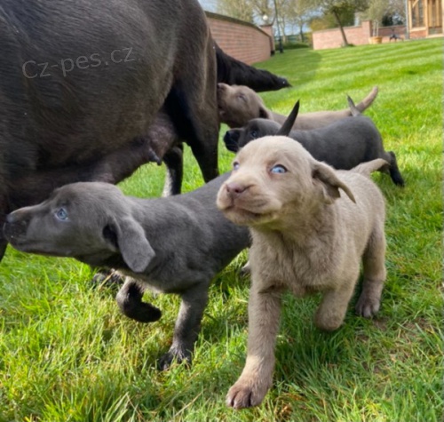 Silver & Charcoal Labrador puppies