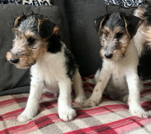 Foxteri�r *,�t��ata