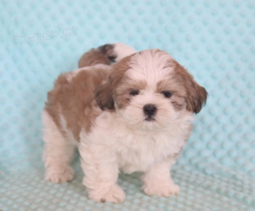 Rozkon tata Lhasa Apso k adopci 