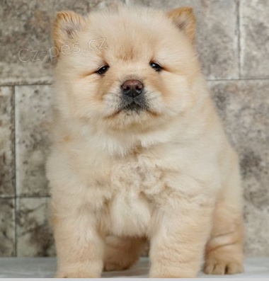 krsn ttka au au (Chow chow)