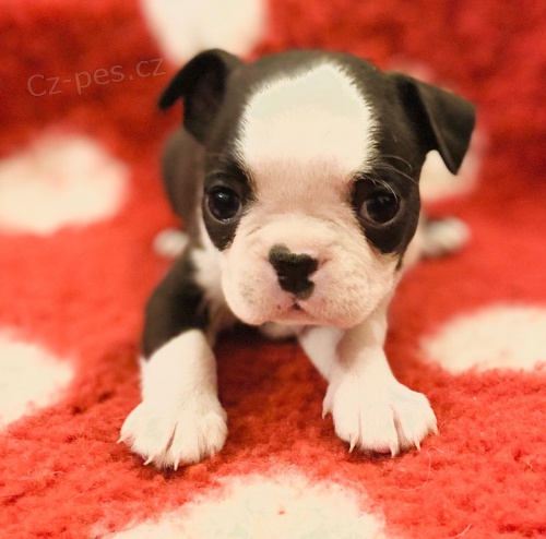 Kc Reg kr�sn� bostonsk� teri�ry