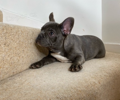 Francouzsk� buldo�ek �t��ata k dispozici