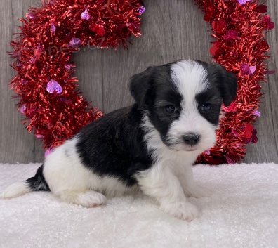 Roztomil� havansk� �t�n� k adopci.