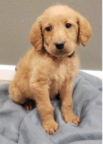 Roztomil� �t�n� Labradoodle k adopci.