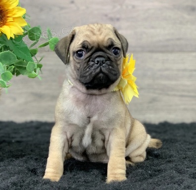 Rozkon tn Pug k adopci.