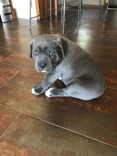 dispozici tata cane corso italiano