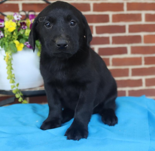 tata labradorskho retrvra k adopci 