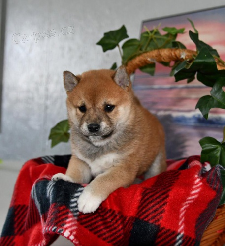 istokrevn tata Shiba Inu k dispozici 