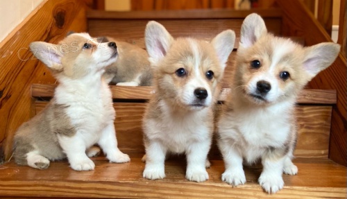 Rozko�n� �t��ata Welsh Pembroke Corgi