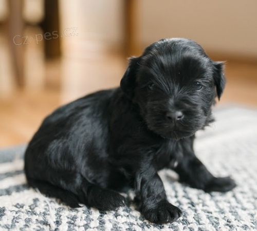 Kr�sn� a velmi zdrav� �ern� havansk� �t���tka na prodej