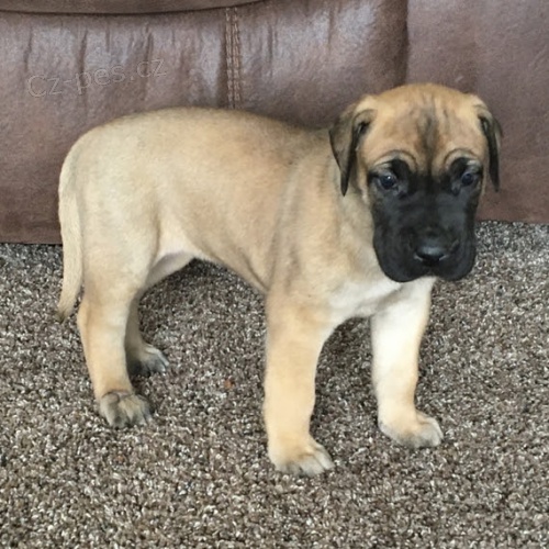 Kr�sn� �t���tka doga na prodej