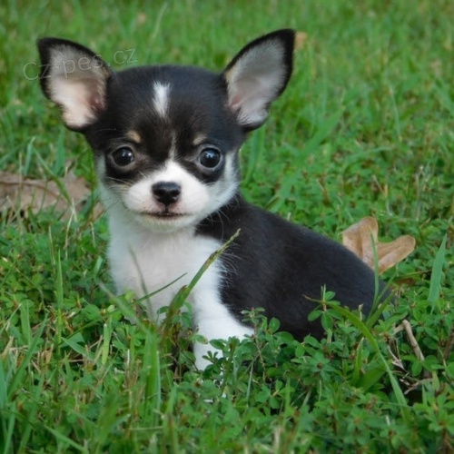 �t��ata mini �ivavy