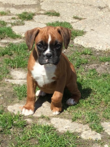 kr�sn� �t��ata n�meck�ho boxera na prodej