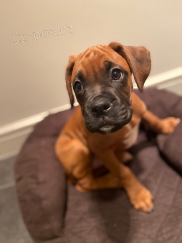 rozko�n� a miluj�c� �t��ata n�meck�ho boxera na prodej