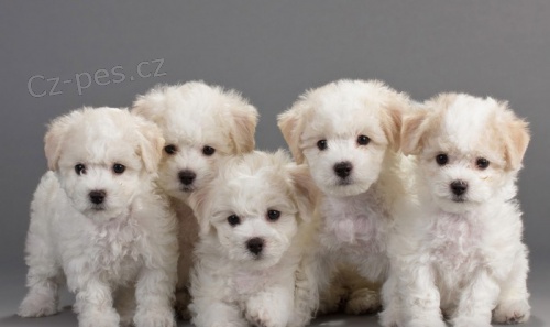 kr�sn� mu�sk� a �ensk� bi�onek na prodej