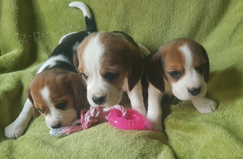 B�gl �t��ata na prodej