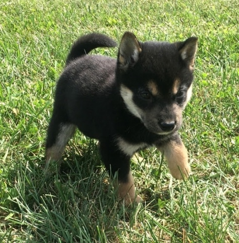 Zdrav� �t��ata Shiba Inu na prodej