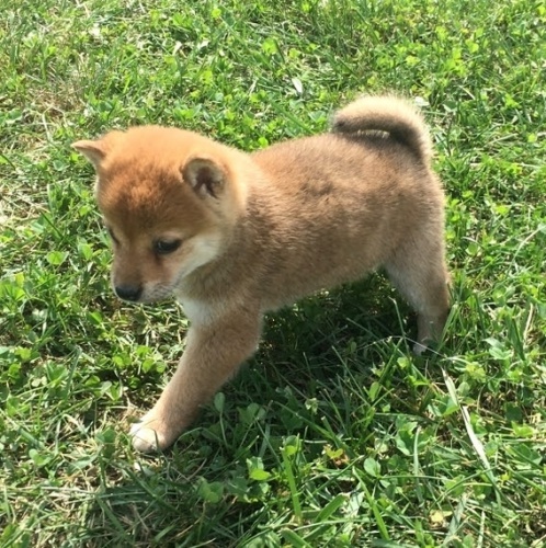 Zdrav� a o�kovan� �t��ata Shiba Inu na prodej