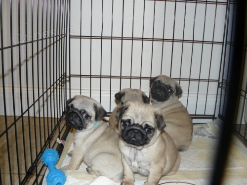 b�ov� mops �t��ata na prodej