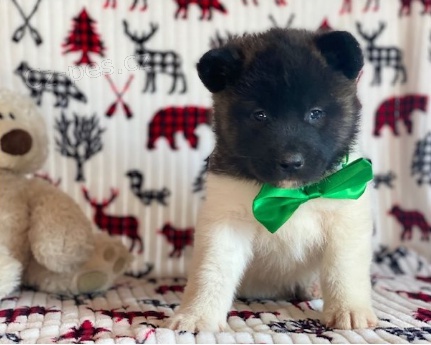 tata Akita jsou pipravena k adopci a novm rodinm.