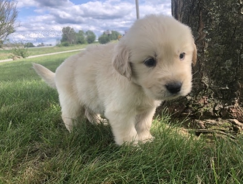 �t��ata zlat�ho retr�vra na prodej