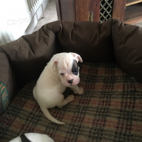 n�meck� boxer �t��ata