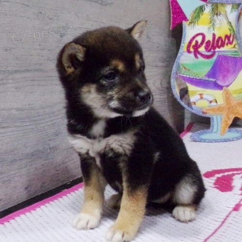 �t��ata shiba inu na prodej