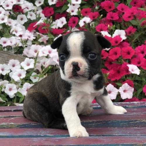 �t��ata bostonsk�ho teri�ra na prodej