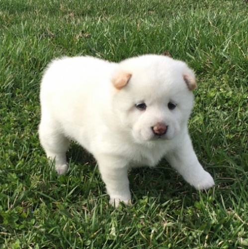 �t��ata Shiba Inu jsou p�ipravena k adopci a nov�m rodin�m.