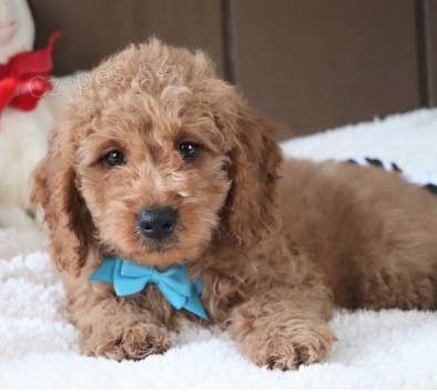 Krsn ttka Goldendoodle k adopci.