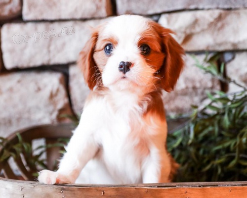State�n� Cavalier King Charles �t��ata k adopci