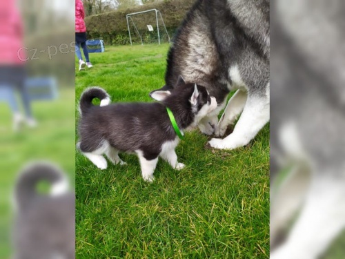 Hledaj� v�s nov� miminka, �t���tka husky