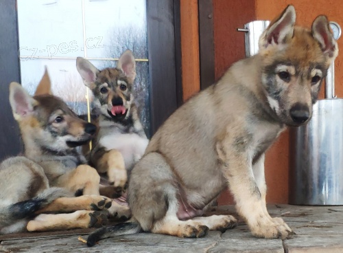 tr�novan� �eskoslovensk� �t��ata vlkodav� k adopci