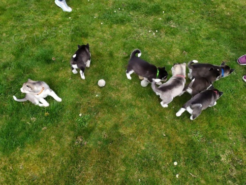 Sibi�sk� husky �t��ata FCI