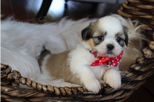 �t��ata Shih Tzu k adopci.