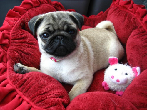 Mops �t��ata k adopci