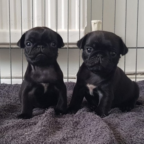 �ern� mops �t��ata k adopci. �t��ata jsou v�echna o�kovan�, od�erven� a soci�ln� a hygienicky vycvi�en�. Kontakt pro v�ce informac�.