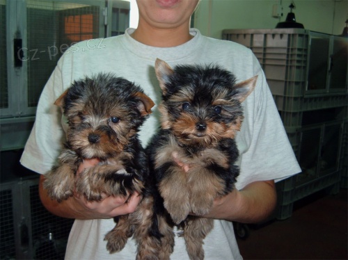 �ajov� ��lek Yorkshire teri�r �t��ata