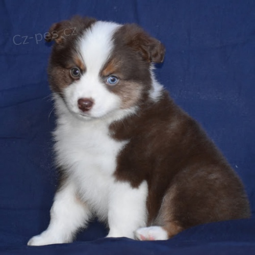 Rozko�n� �t��ata australsk�ho ov��ka na prodej