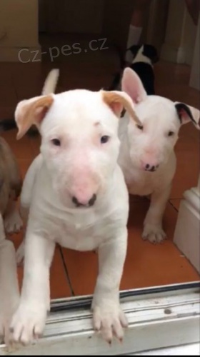 kr�sn� �t��ata anglick�ho bulteri�ra na prodej.